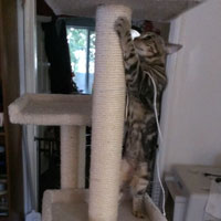 new cat tree 5